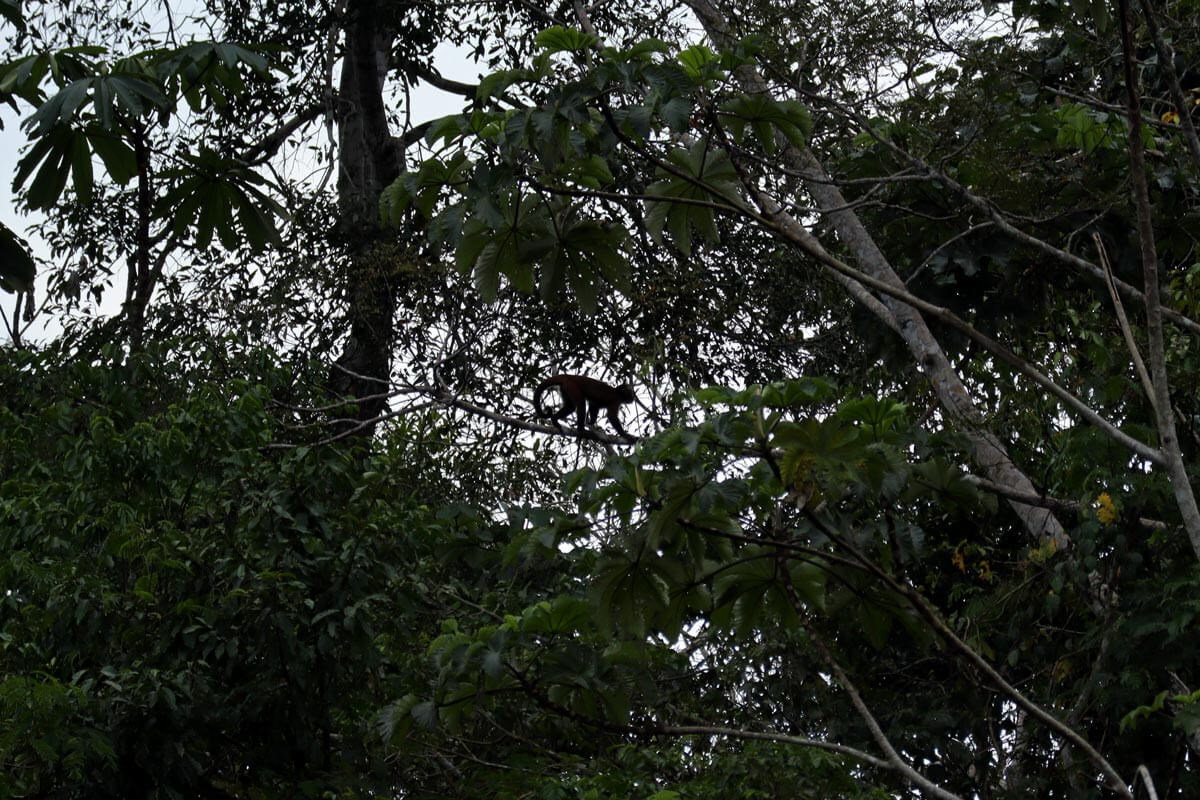 Silhouet van een aap in de boom