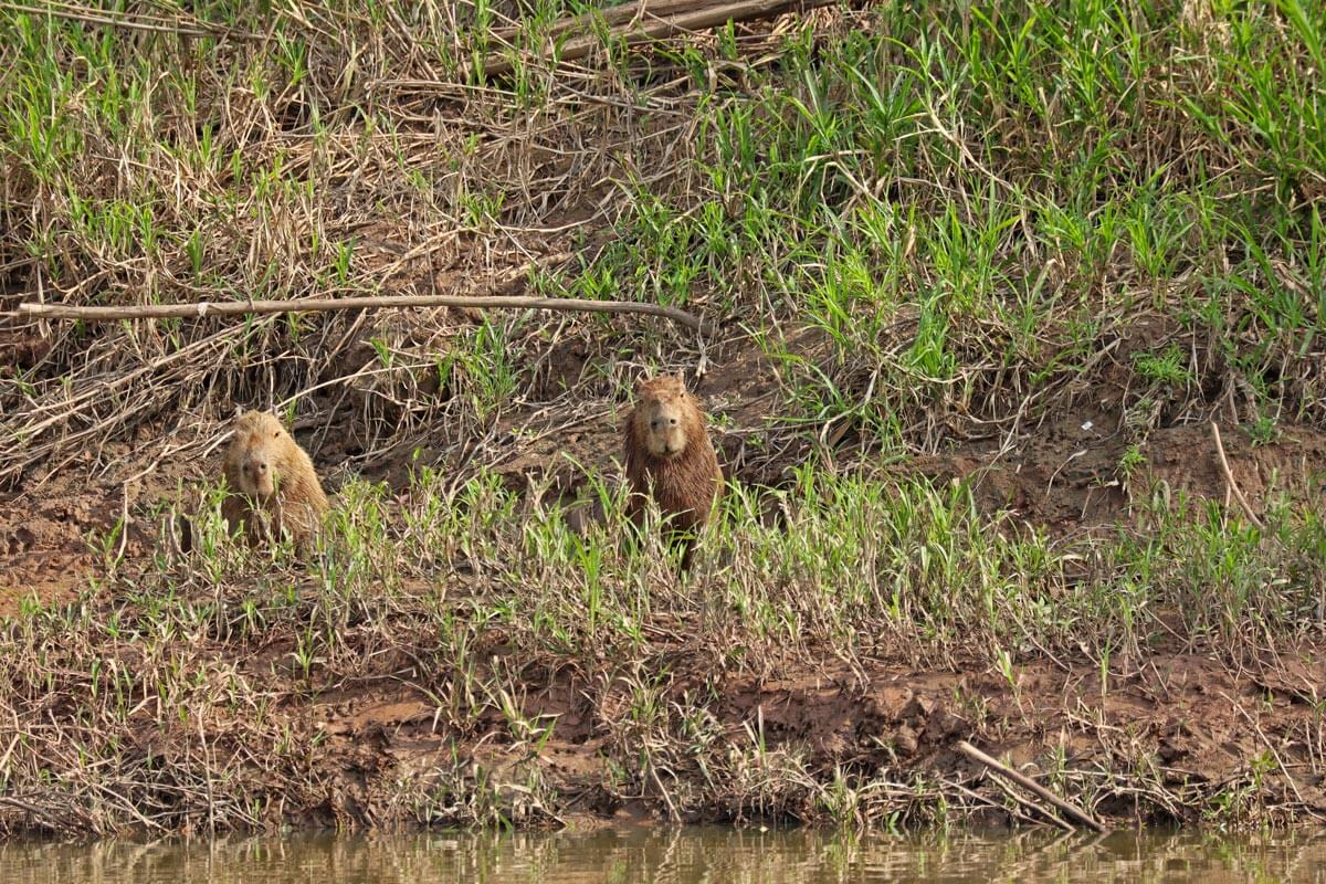 Capibara's in het gras