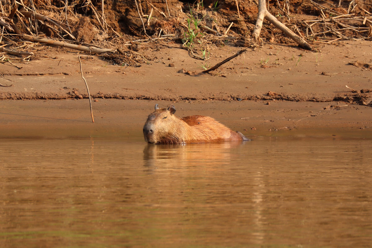 Capibara half in het water