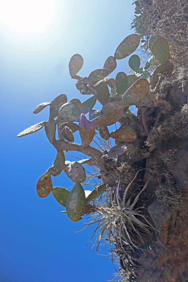 Cactus op rots tegen de zon in