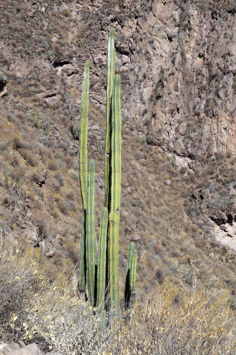 Hoge cactus