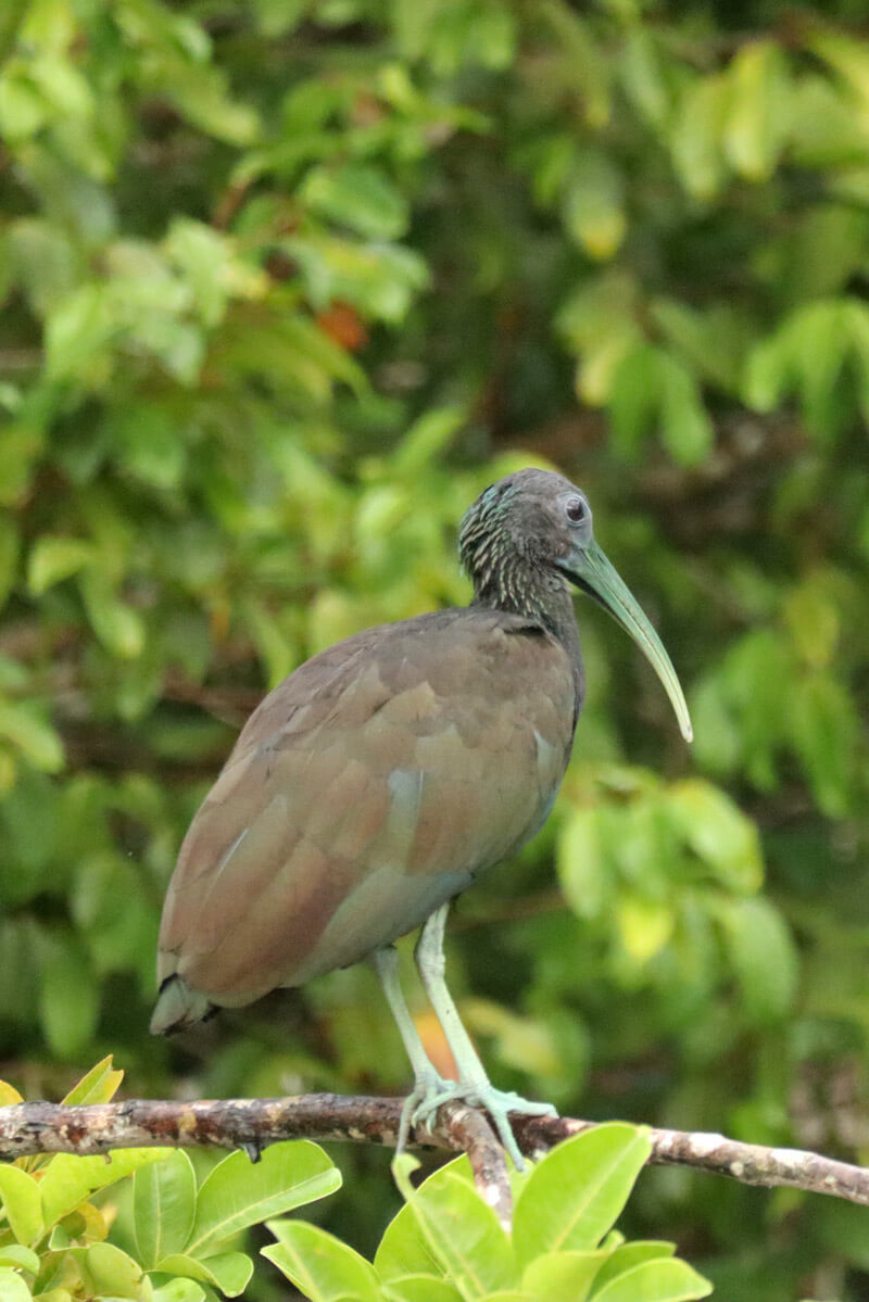Groene ibis