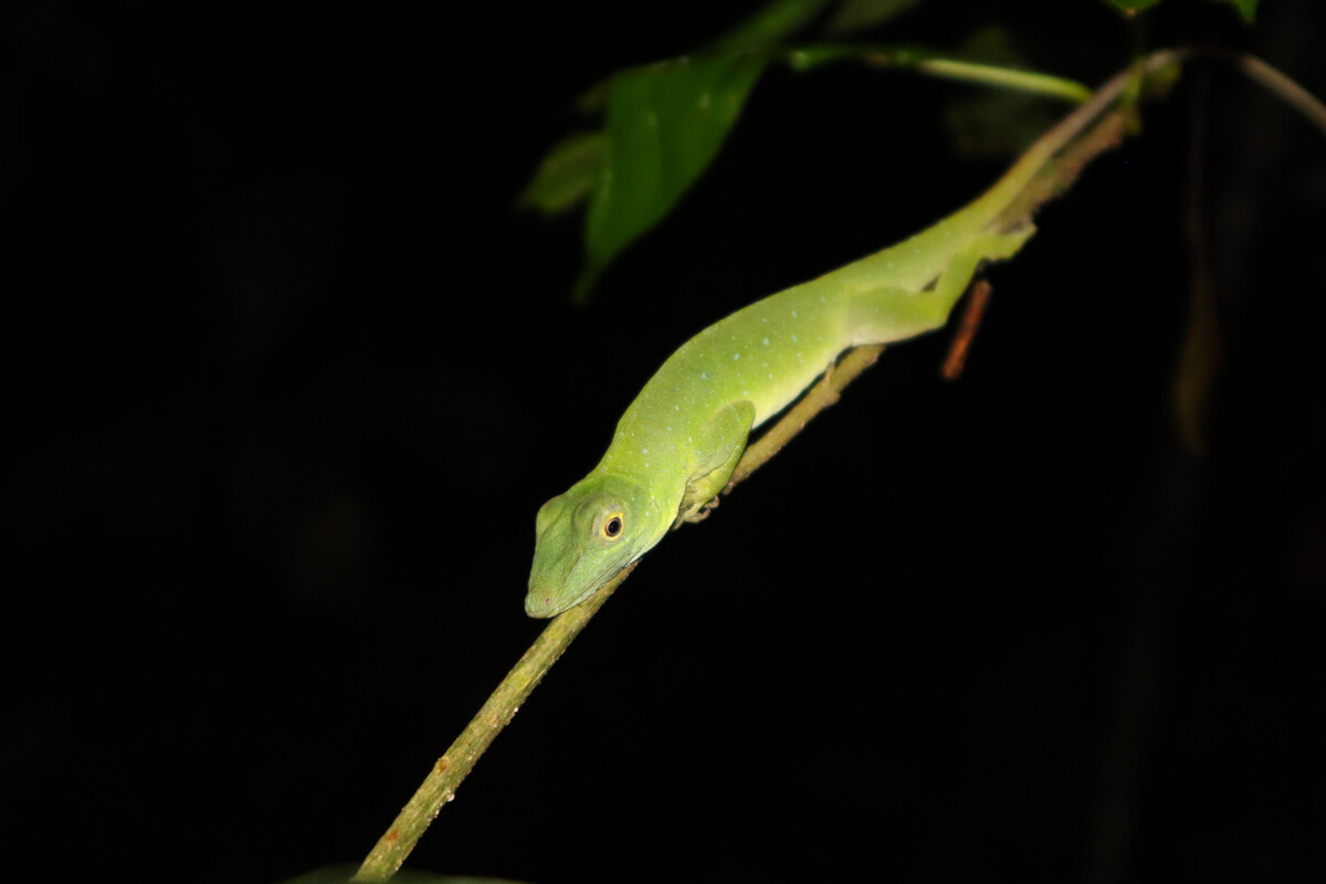 Groene hagedis op een tak in de nacht