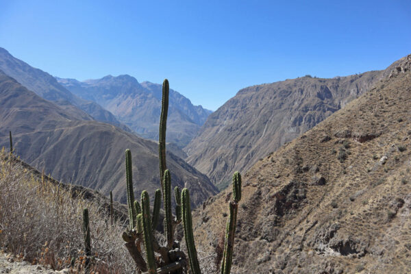 Cactus in de Colca Canyon