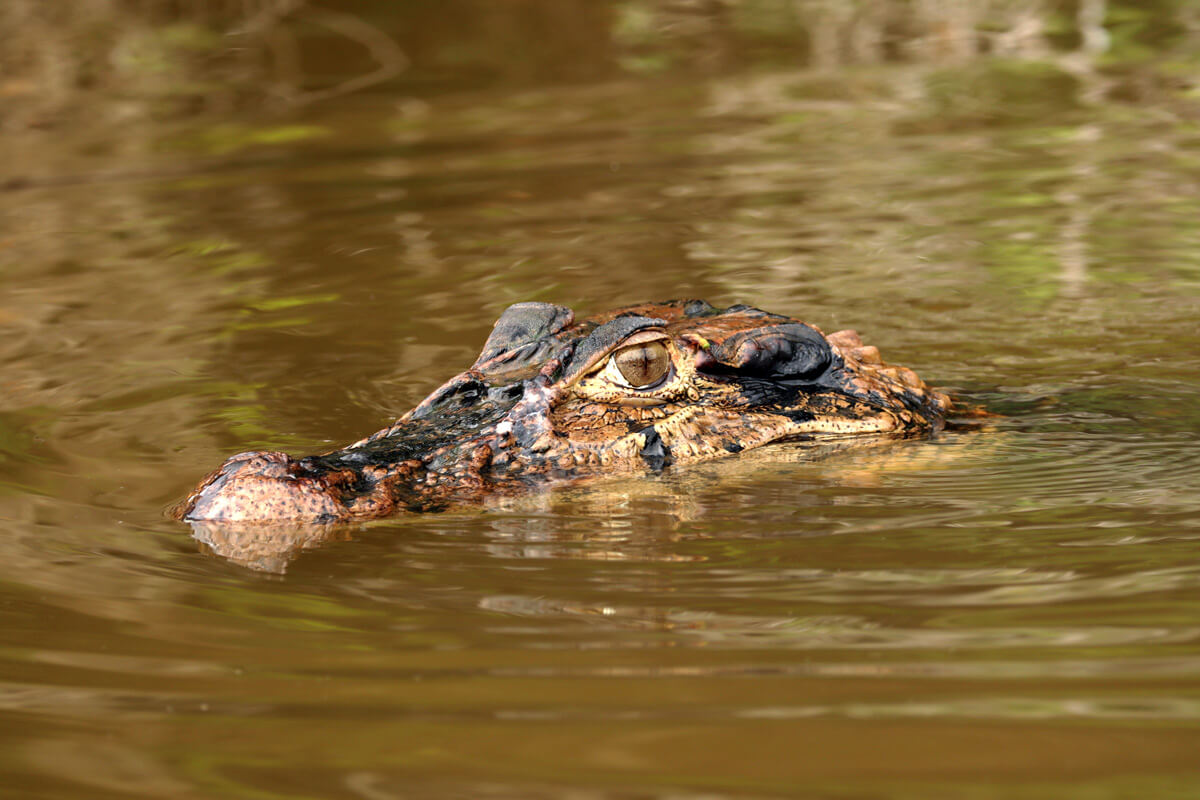 Kop van een kaaiman boven het water