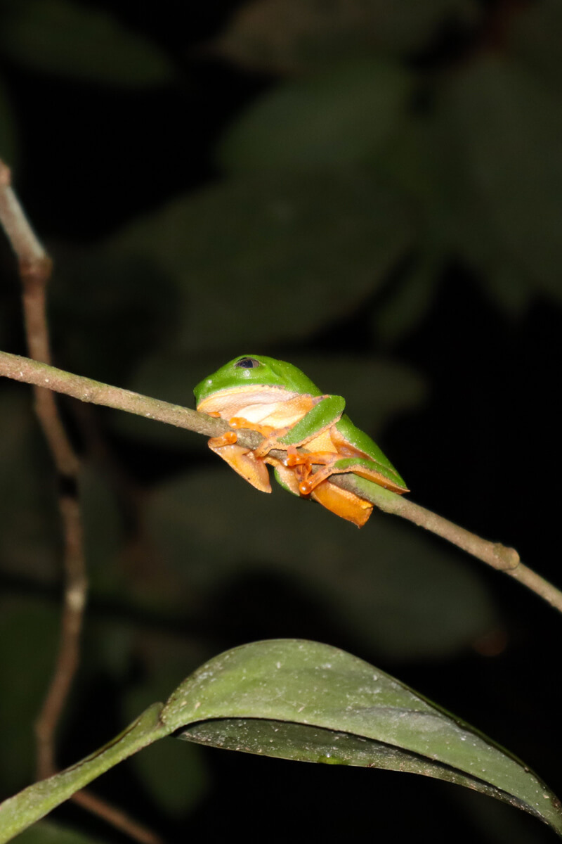 Groen kikkertje op een tak in de nacht
