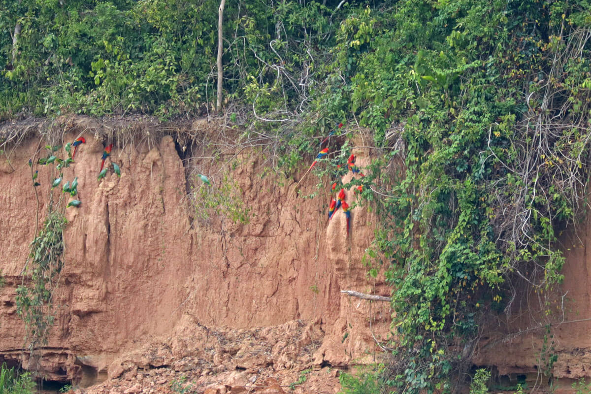 Macaw clay lick in Tambopata