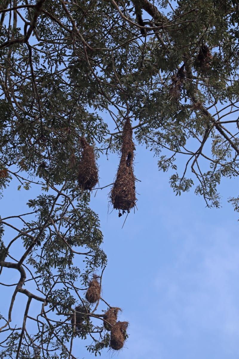 Hangend vogelnest in een boom