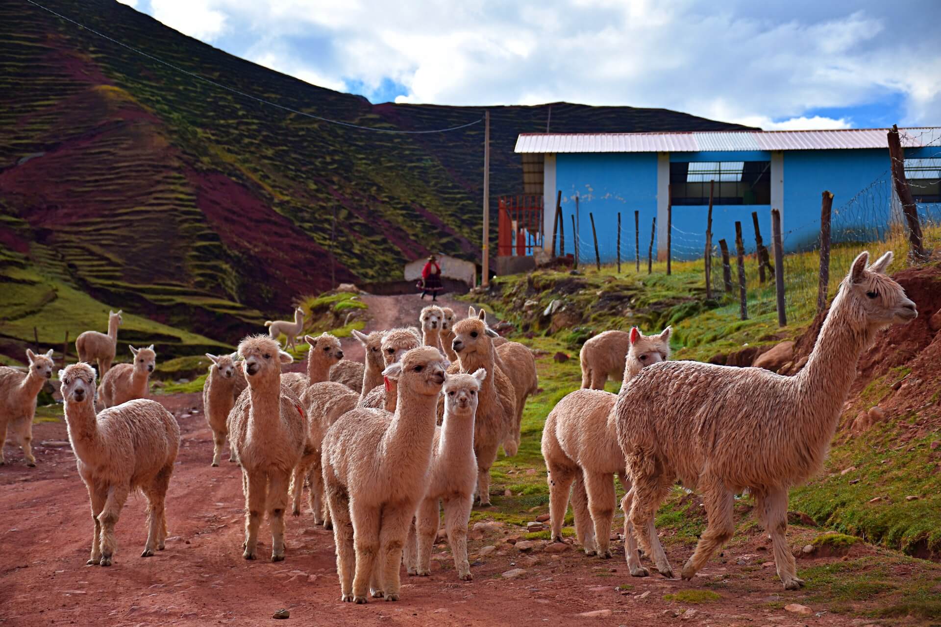 Alpaca's bij Palccoyo