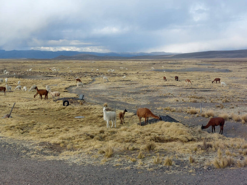 Pampa met alpaca's tussen Arequipa en de Colca Canyon