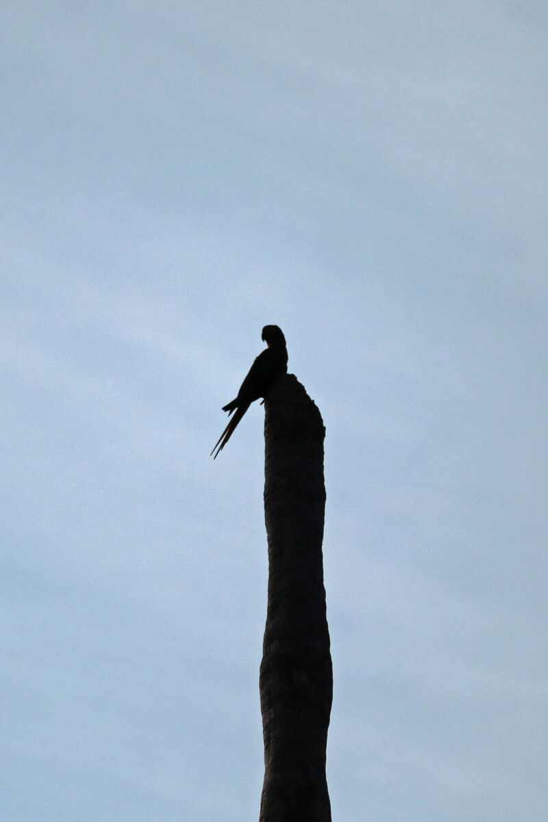 Silhouet van een papegaai op een paal