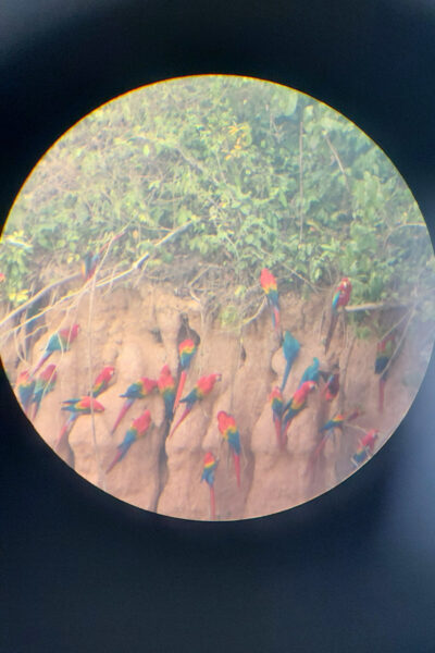 Macaws door de lens van een verrekijker