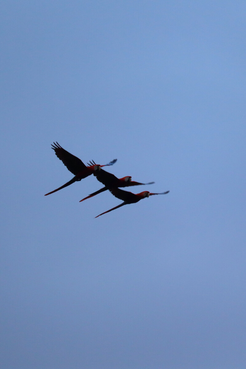 Drie macaws in de lucht vleugels omhoog