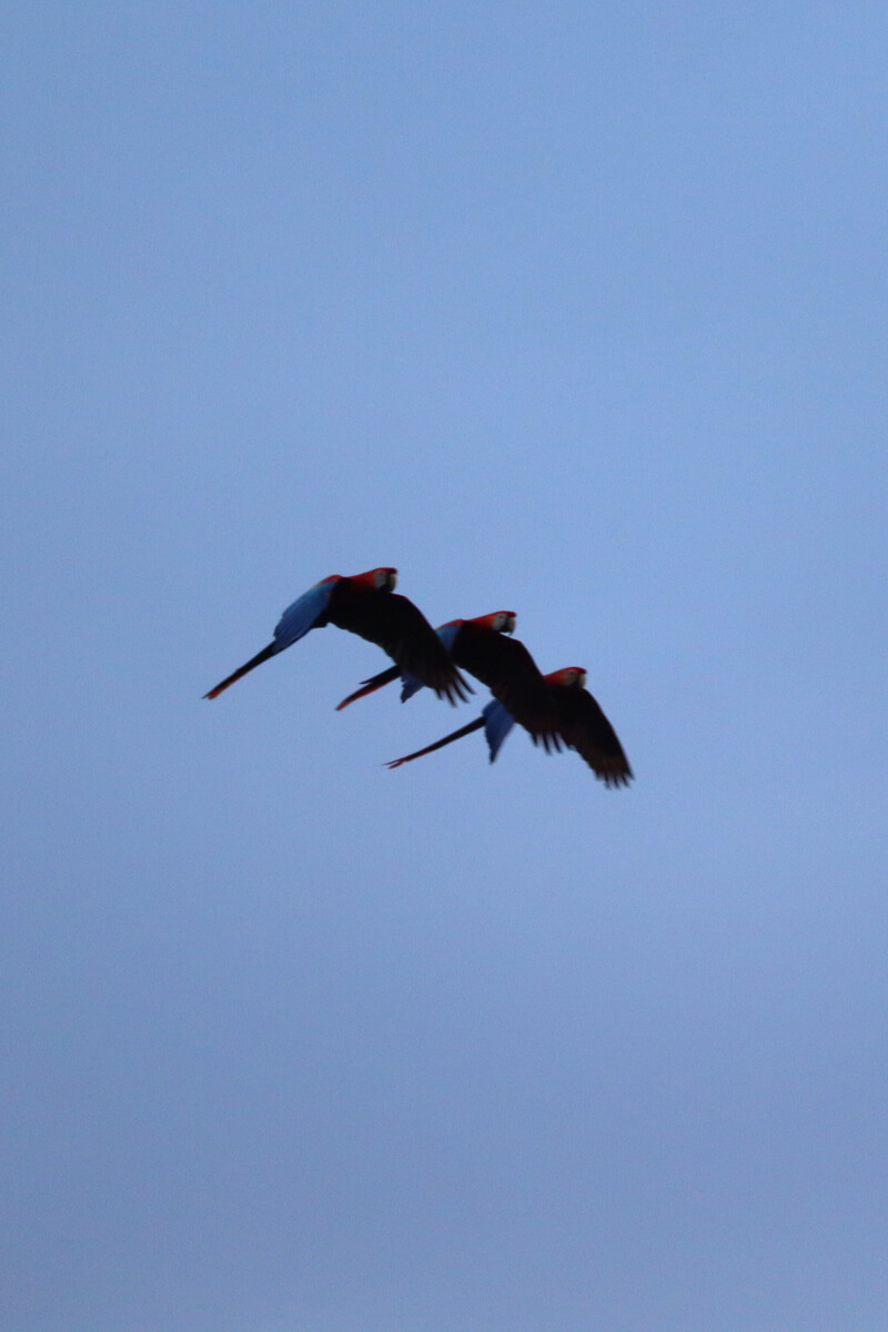 Drie macaws in de lucht vleugels omlaag