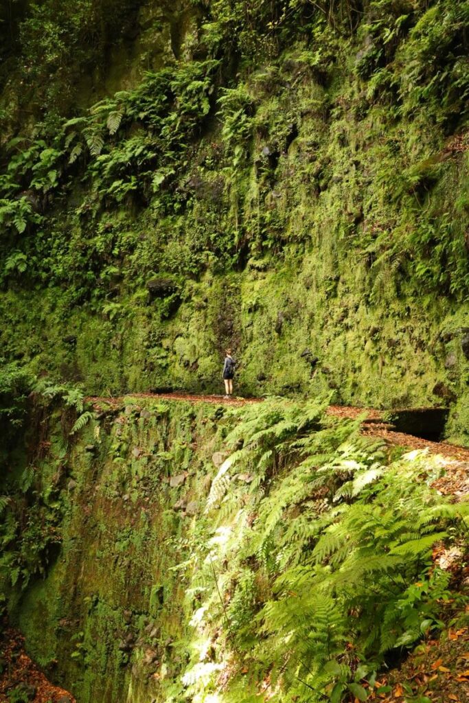 Levada da Ribeira da Janela - groene klif