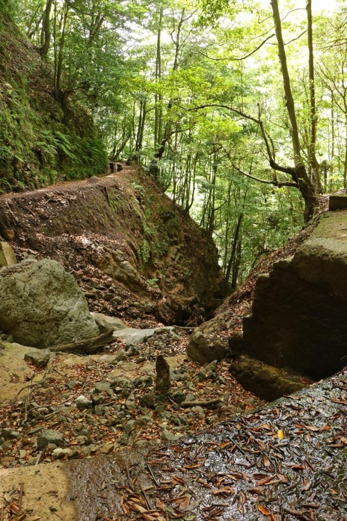 Levada da Ribeira da Janela - bos