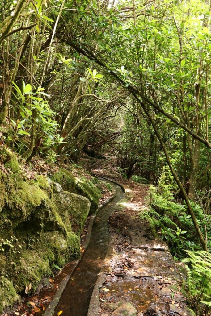 Levada Ribeira da Janela