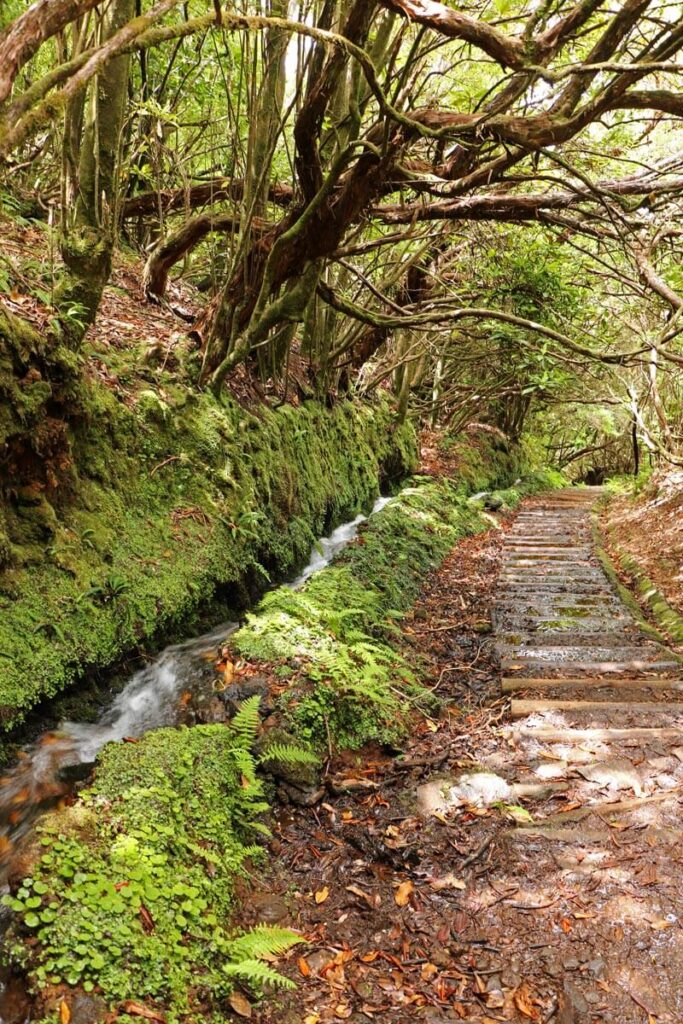 Levada Ribeira da Janela