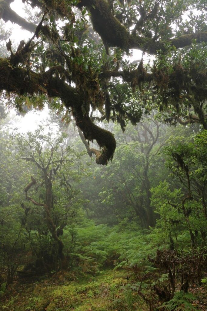 Laurierboom Madeira