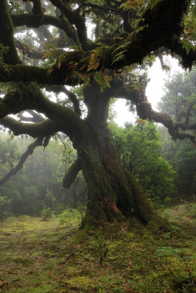 Laurierboom Madeira