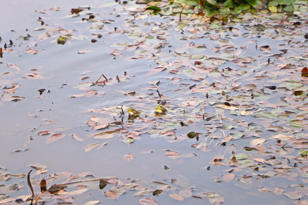 Kikkers in Fanal Pond op Madeira