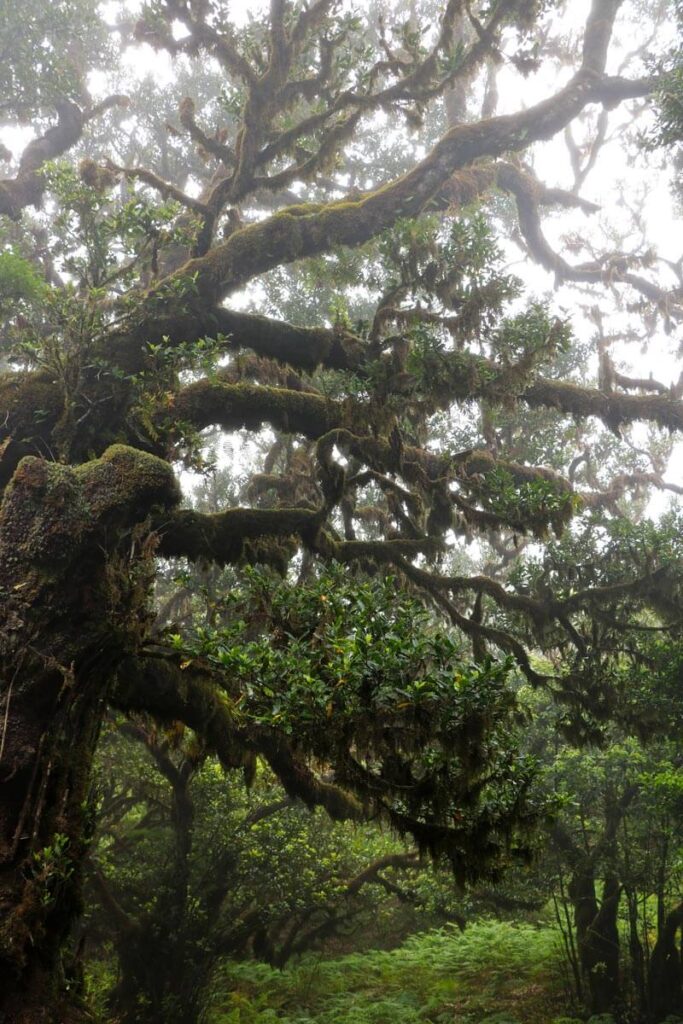 Kronkelende takken van een laurierboom op Madeira