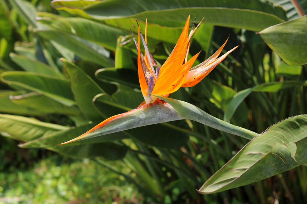 Paradijsvogelbloem op Madeira