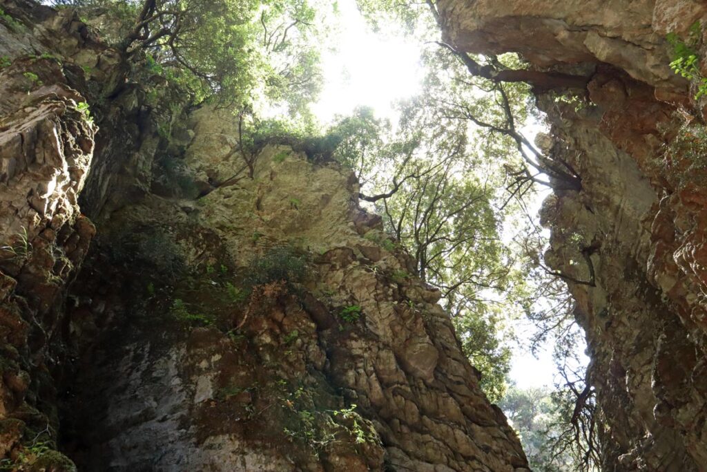 Bomen op de rotswanden van de imbroskloof