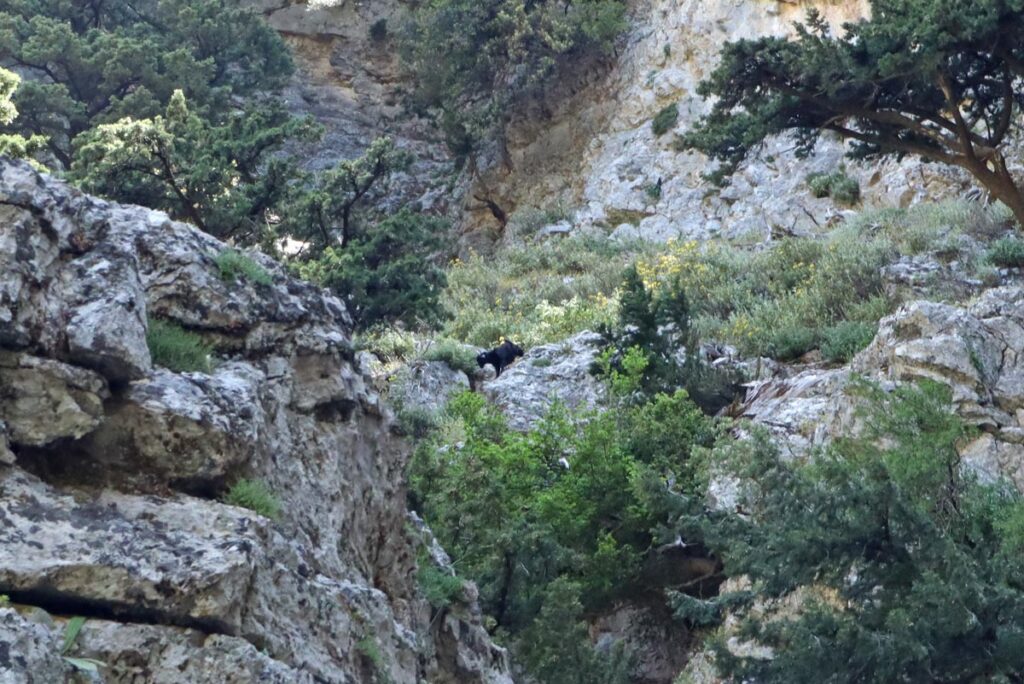 Berggeit in de Imbroskloof