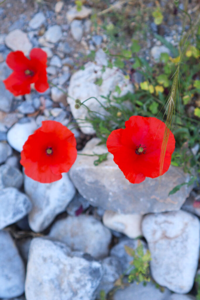 Rode bloemen in de Imbroskloof