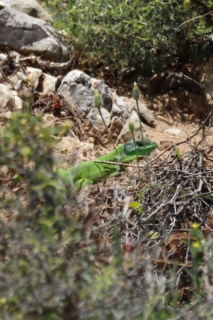 Hagedis in de Imbroskloof