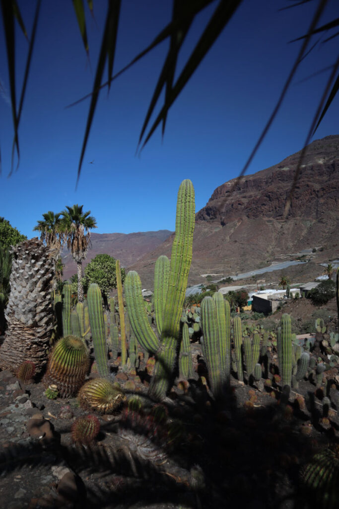 Cactualdea Park groene cactussen