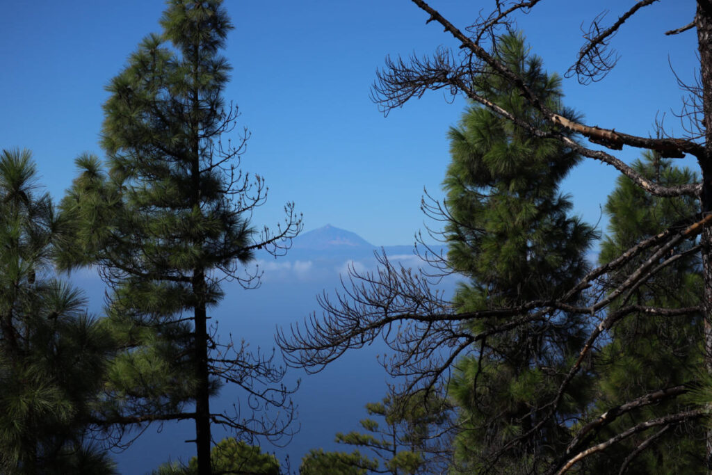 Tamadaba Natural Park met uitzicht op de Teide in Tenerife