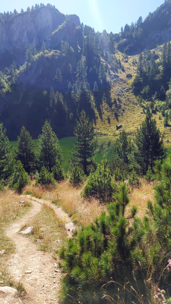 bomen en pad met berg op achtergrond